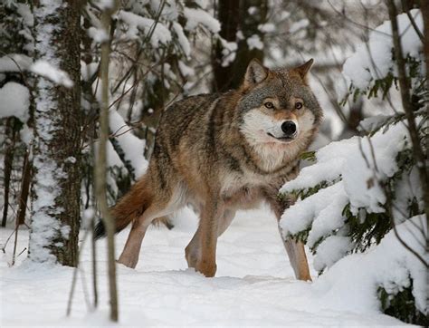 Russian Wolf Novibet